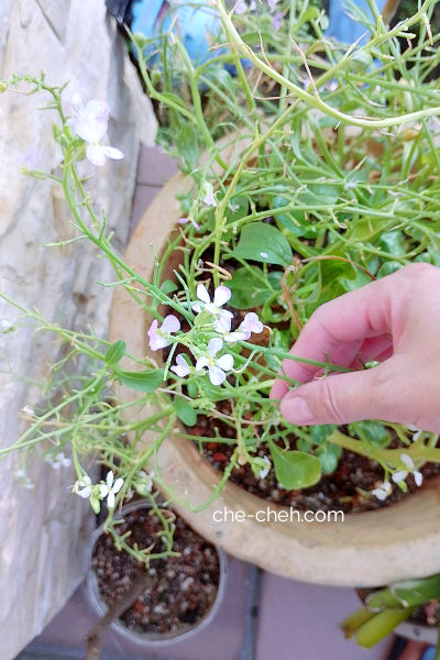 White Radish Plants Bolting - Flowering+Seeding